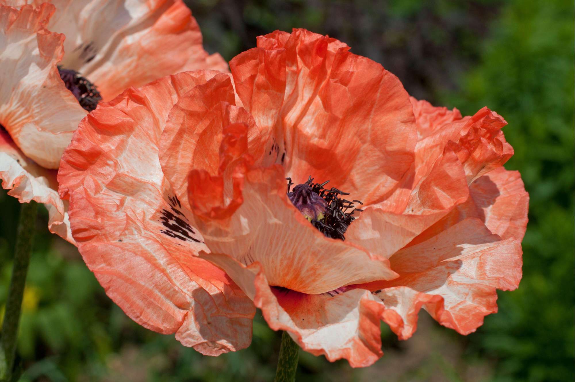 Jättevallmo 'Picotee'